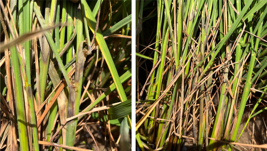 Sheath blight on CLM05