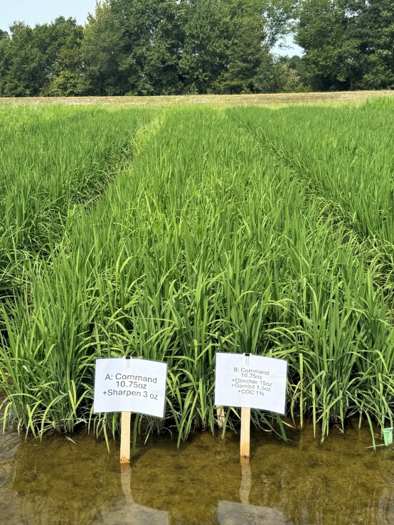 Command + Sharpen herbicides pre-emerge followed by Command + Clincher + Gambit post-emerge