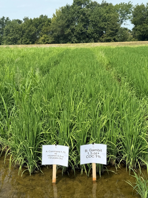 Command + Keenali + Sharpen herbicides pre-emerge followed by Gambit post-emerge