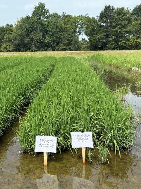 Command + Keenali + Sharpen herbicides pre-emerge followed by Command + Keenali + Clincher + Gambit post-emerge