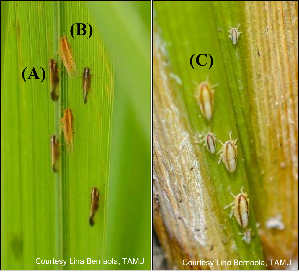 Rice delphacid adults, noting the dark brown male (A) with a spot at the end of the wing; yellowish to light brown females (B); and white to pale yellow nymphs with two longitudinal stripes (C)