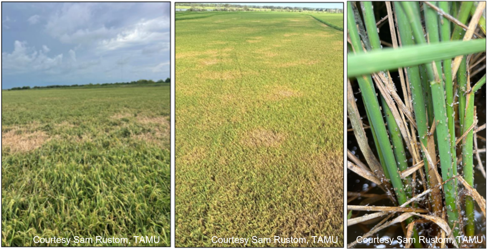 Hopperburn symptoms in Texas rice in 2024 and 2025, and rice delphacid nymphs in the lower rice canopy in a field in Texas