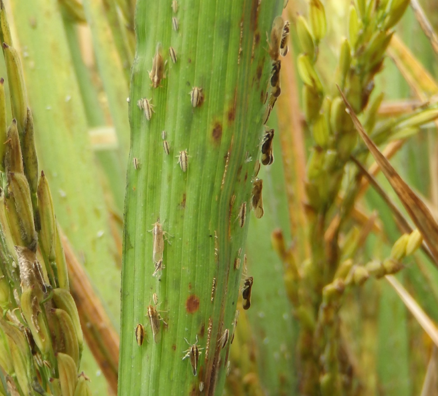Rice delphacid (RD) adults and nymphs on a leaf.  RD adults have tented wings with males dark brown and females light tan or yellow.  RD nymphs are yellow with long brown racing stripes
