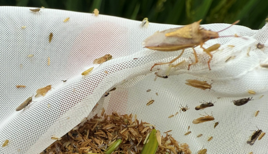 Rice delphacid adults and nymphs along with a rice stink bug and various other insects showing size and appearance comparison