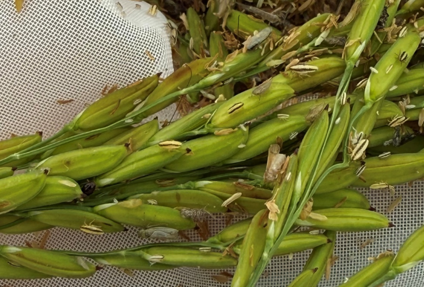 Rice delphacid nymphs on green rice kernels showing their small size