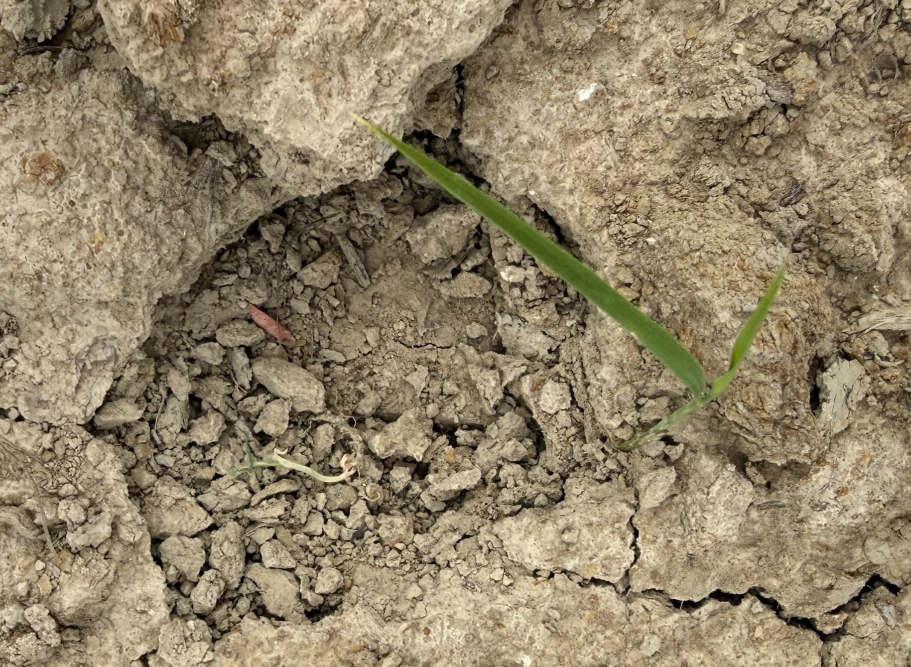 Rice emergence issues from crusting and lack of germination