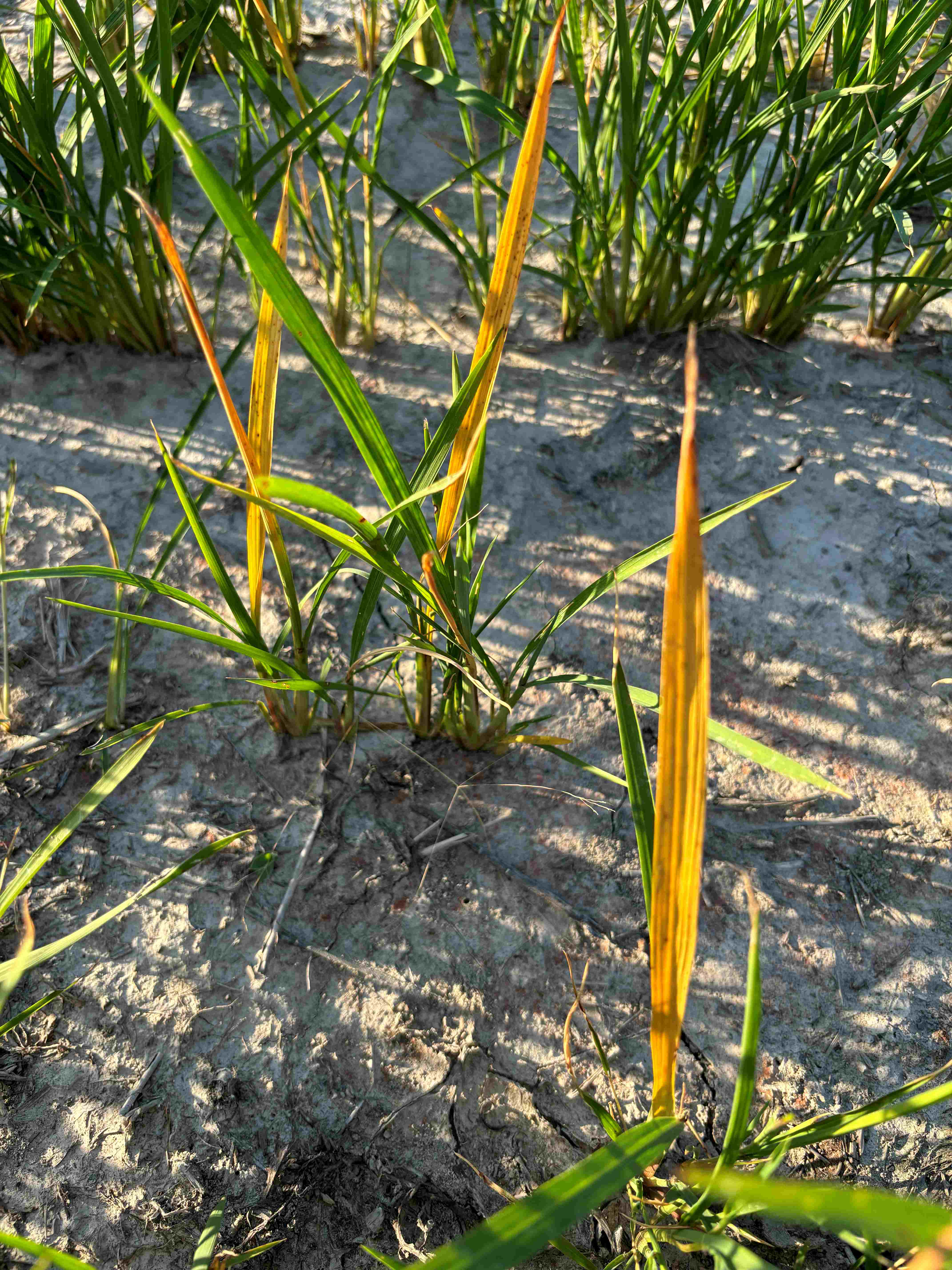 ACCase on rice