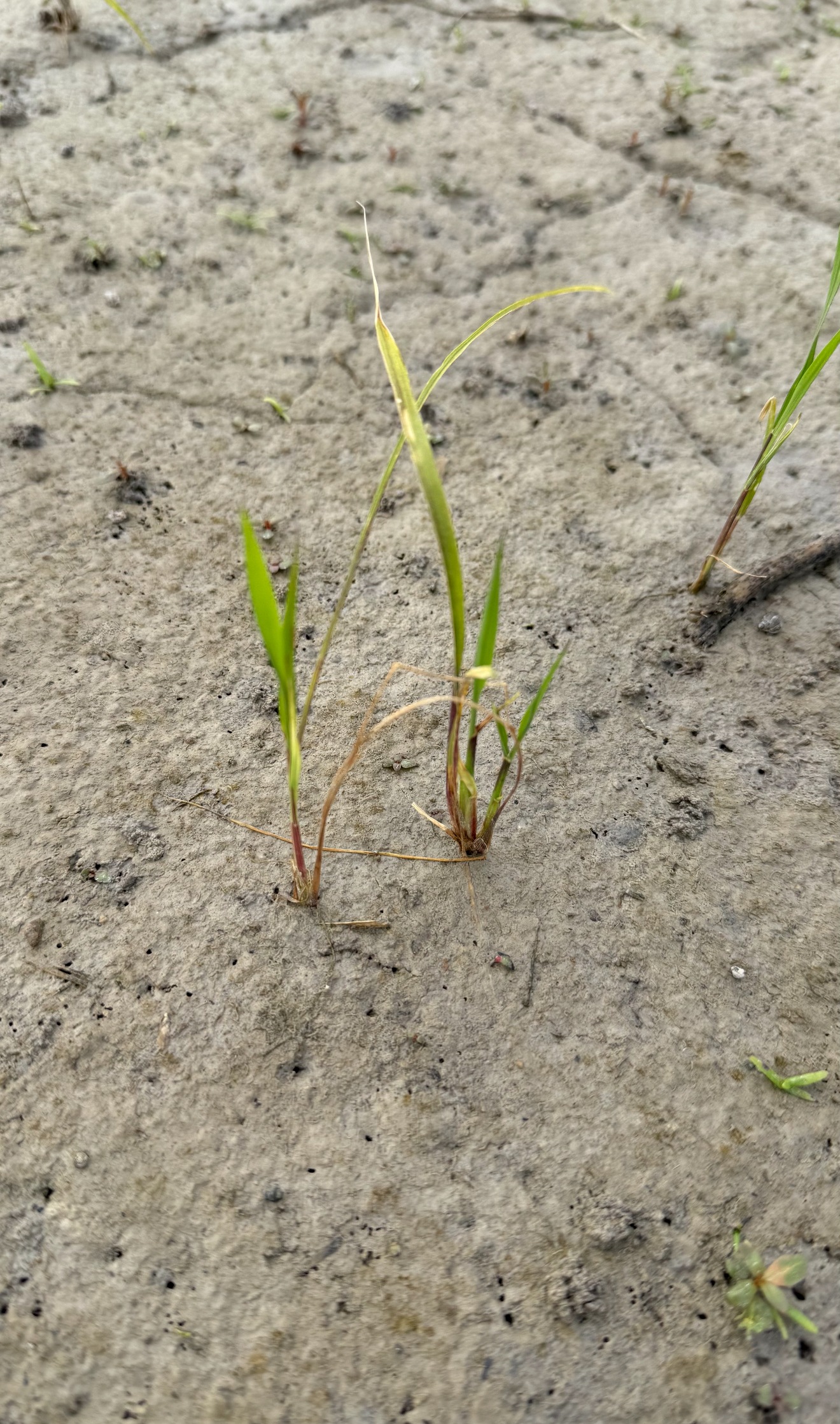 Glyphosate on rice