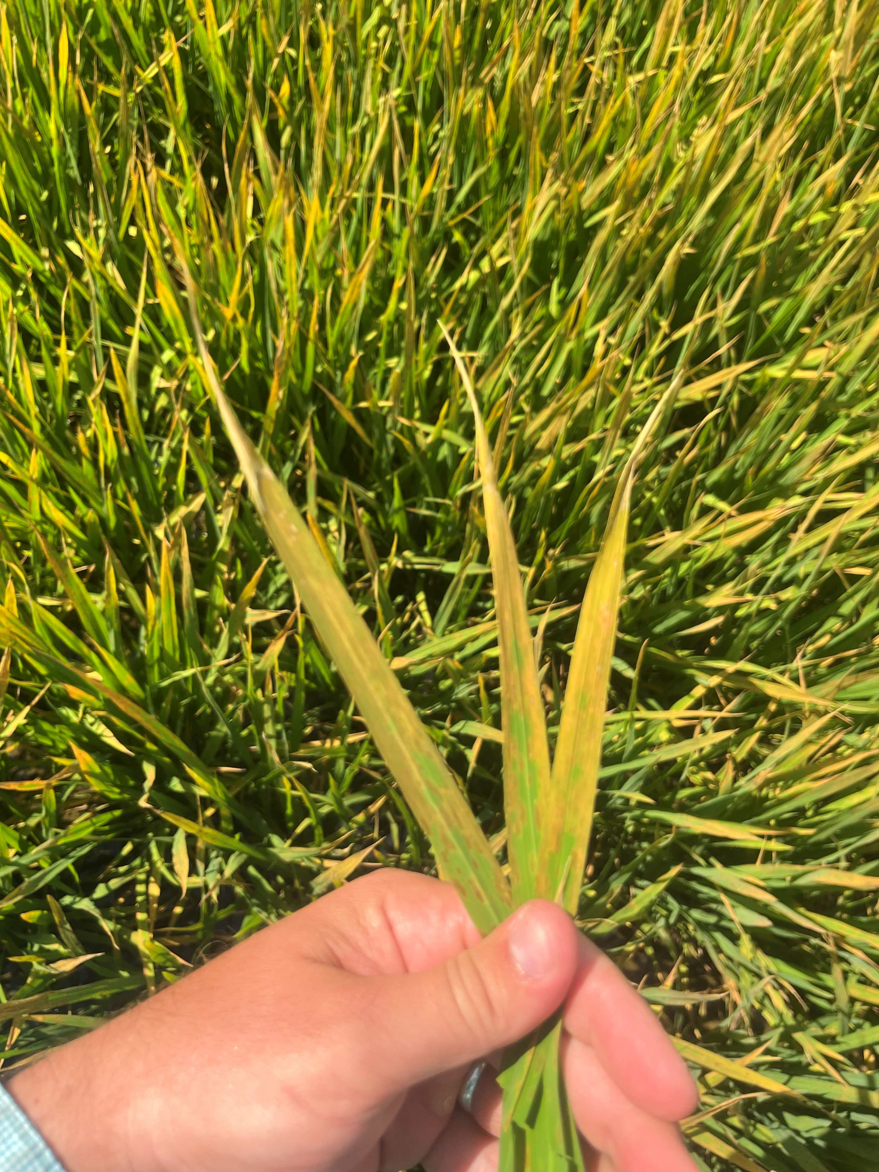 Liberty (glufosinate) on rice