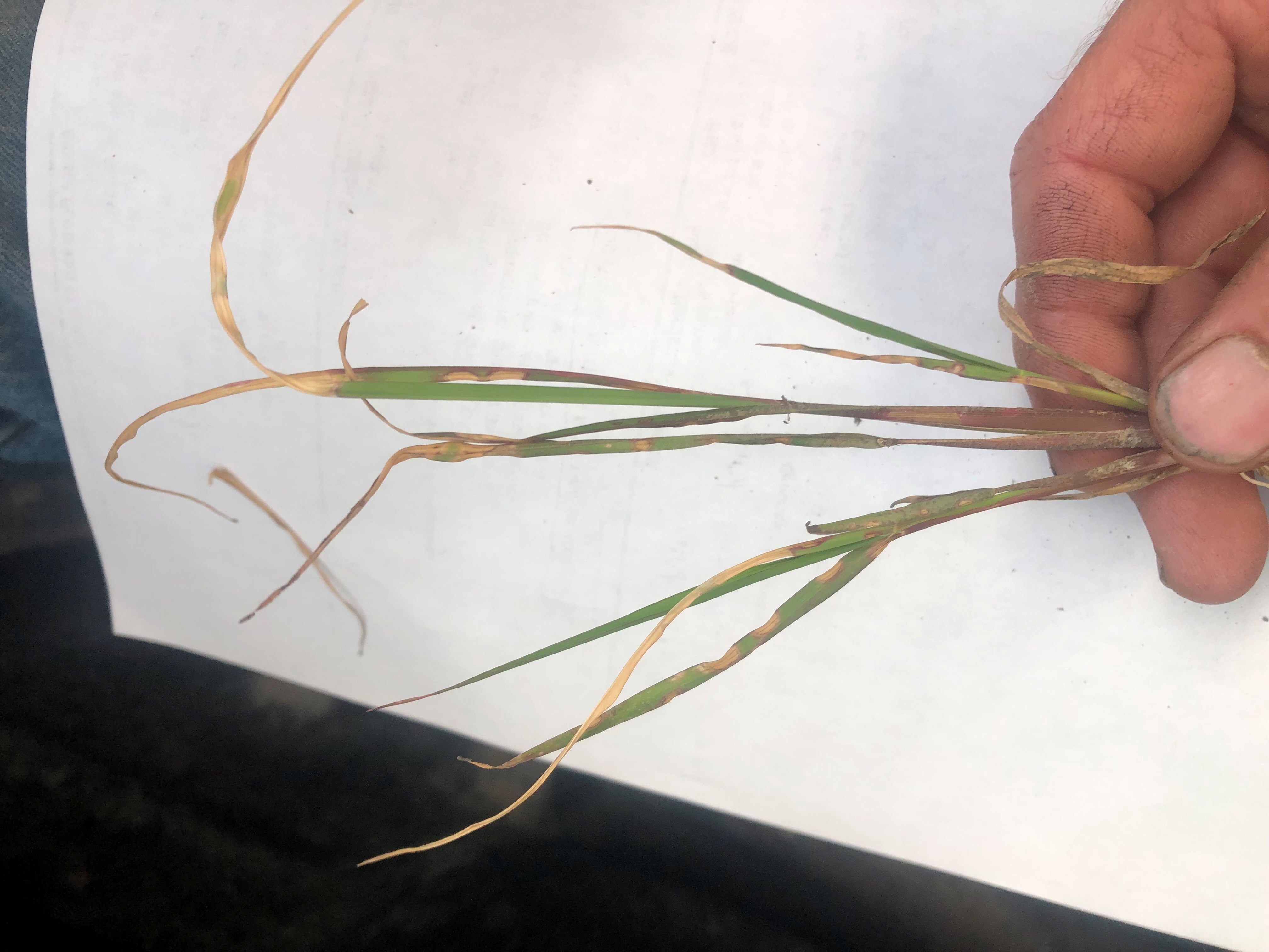 Paraquat on rice