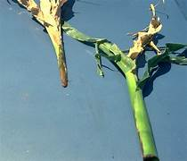 ACCase herbicide on corn 