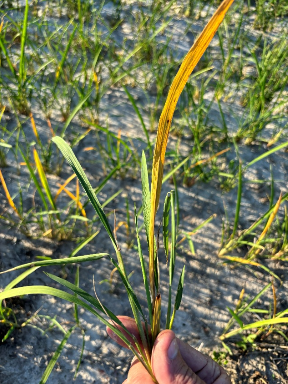 ACCase herbicide on rice