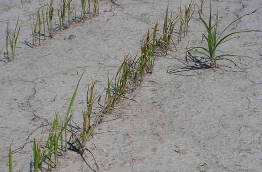 Glyphosate on rice