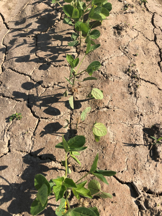ALS herbicide injury to soybean