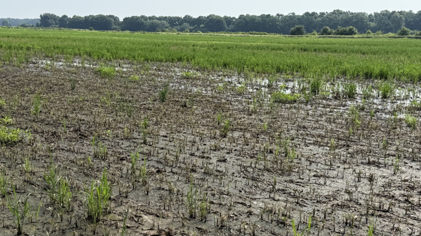 Highcard injury to large areas in MaxAce rice field