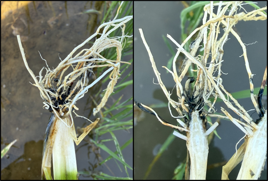Hydrogen sulfide toxicity on small rice postflood – same plant in both images – note the toxicity reaching the outer crown wall in image on right