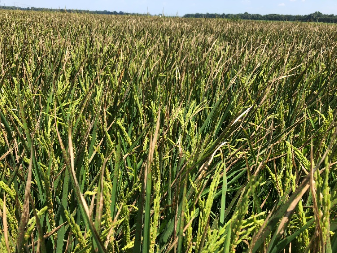 Leaf burn from foliar nitrogen application