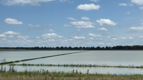 Submerged rice field from flash flood event