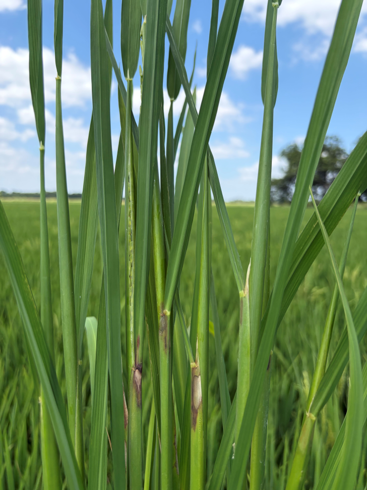Sheath blight on upper rice leaves