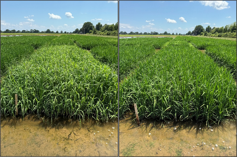 Untreated check (left) compared to two post-emergence applications of iptriazopyrid at 10.3 oz/acre.  Control of barnyardgrass, sprangletop, crabgrass, annual sedge, and several other species of rice weeds