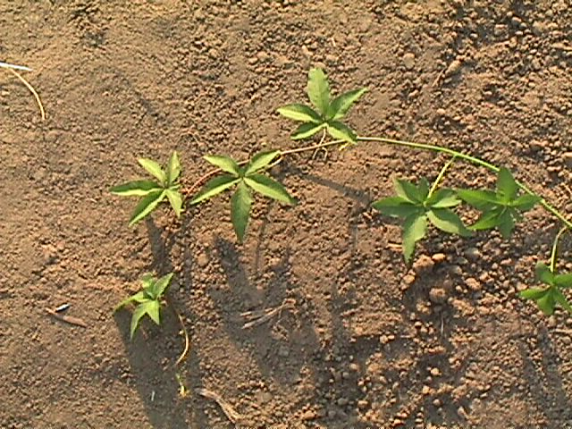 Palmleaf morningglory