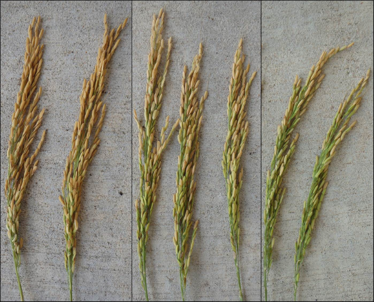 Rice panicle straw color for drain timing