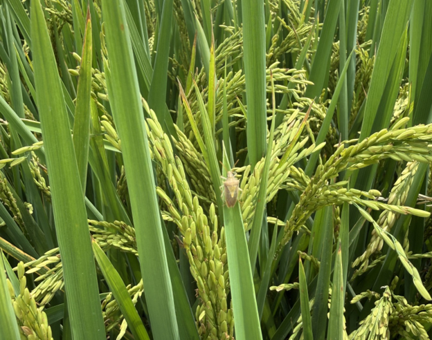 Rice stink bug on rice leaf