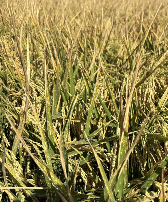 Paraquat drift on rice
