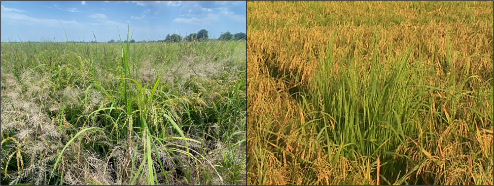 Grass escapes in rice