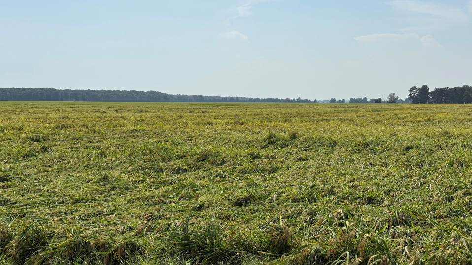 Lodged rice in northeast Arkansas