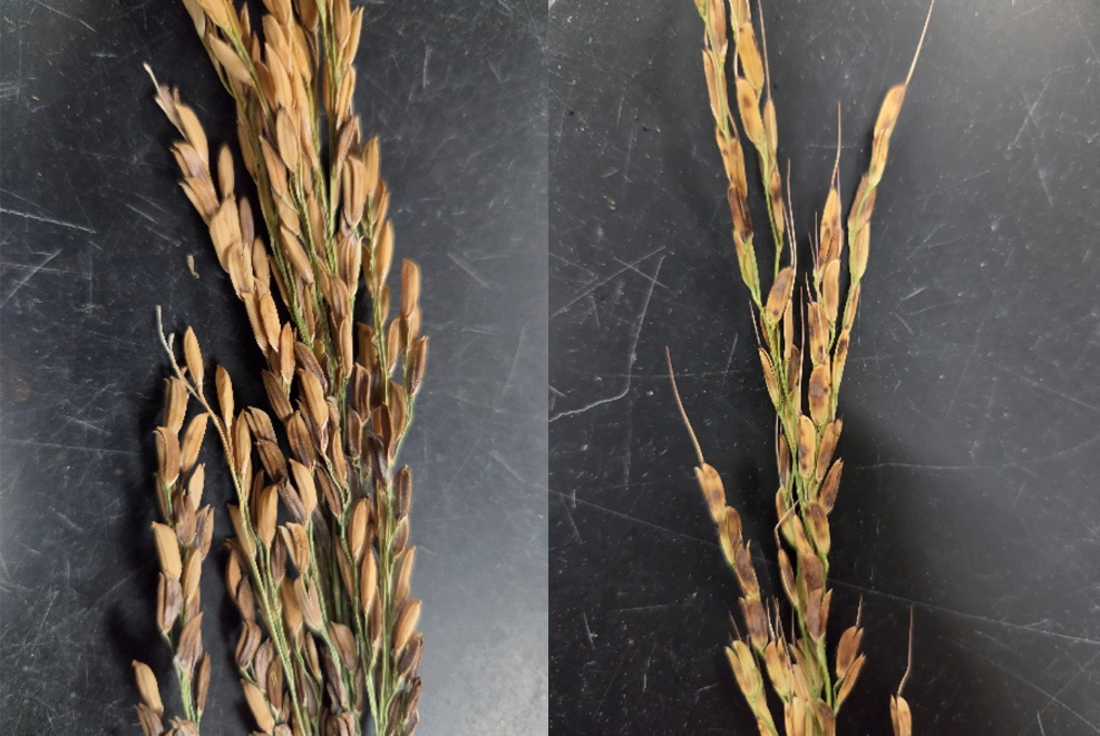 Bacterial panicle blight on rice