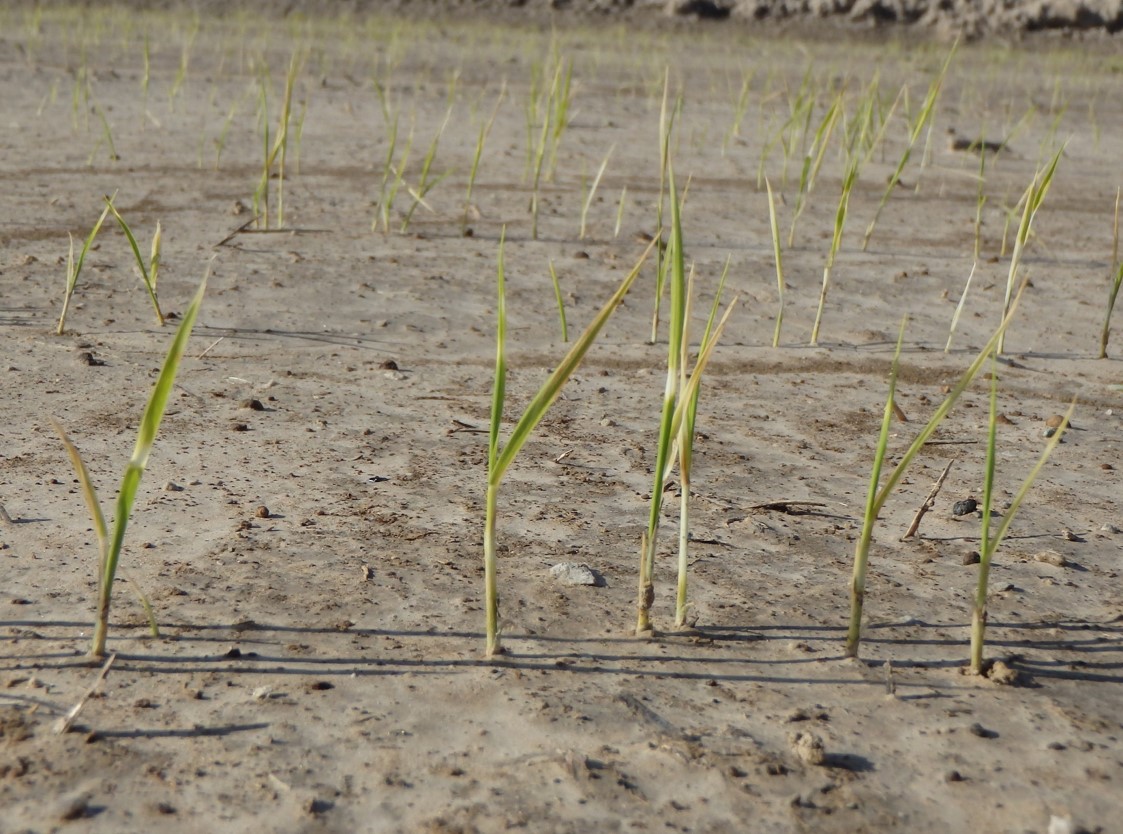 Cold injury to rice seedlings