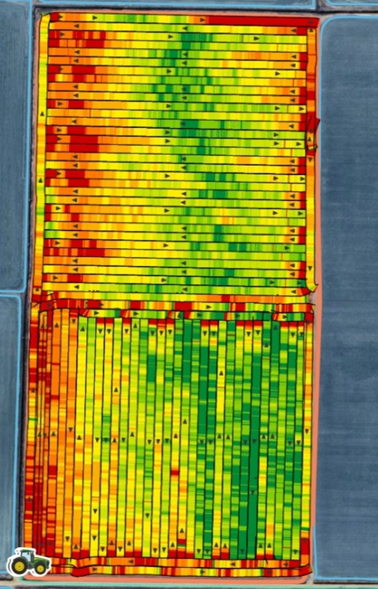 Field of row rice (top) and levee rice (bottom) showing reduced yields in areas furthest from water inlet in 2025