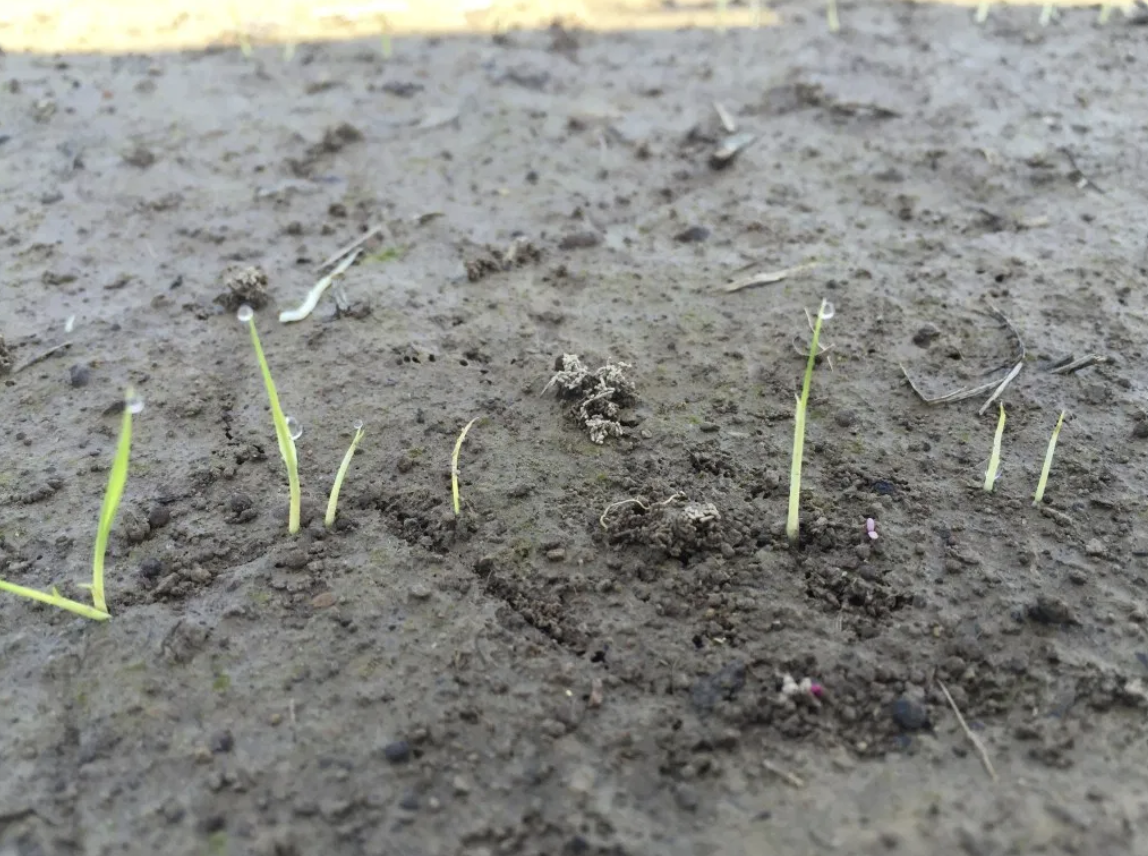 Fig. 1.  Spiking / emerged rice plants.  The smallest plants pictured are considered emergence for determining DD50 emergence date. 