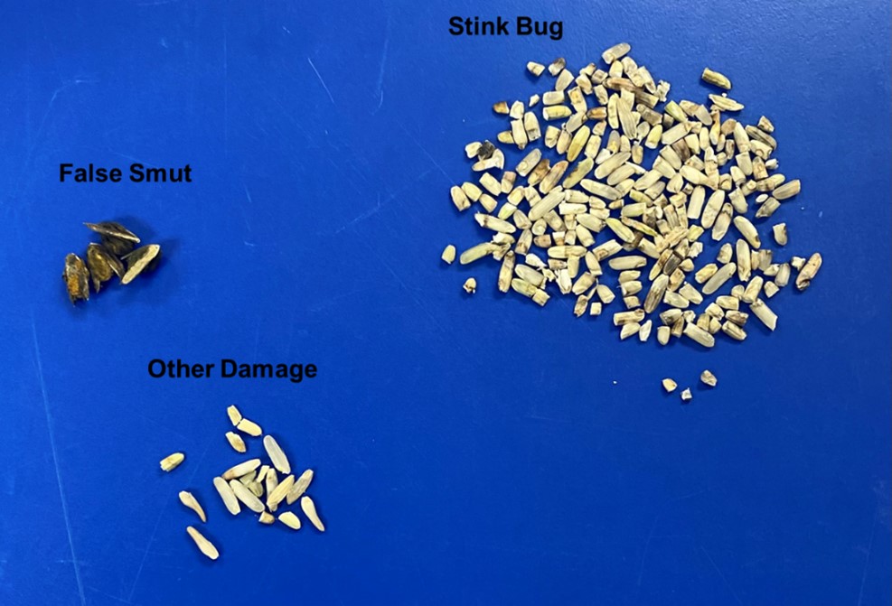 Examples of damaged rice