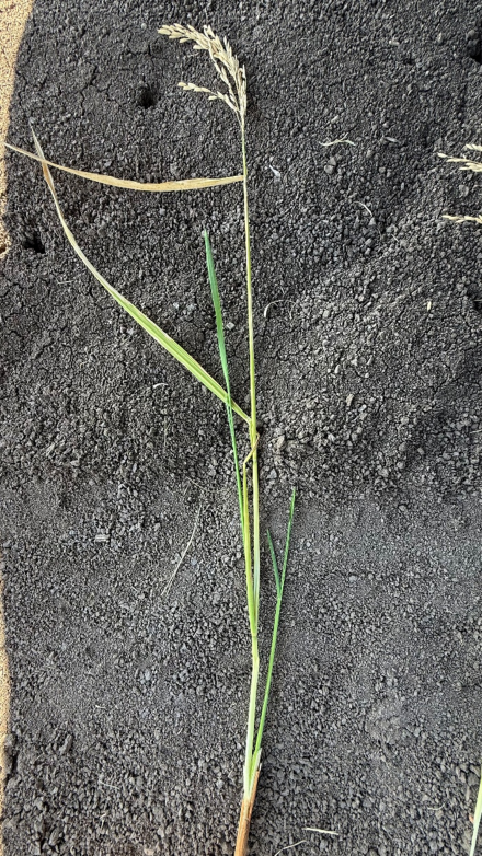 Multiple twin-stems on low-yielding DG263L field in 2025