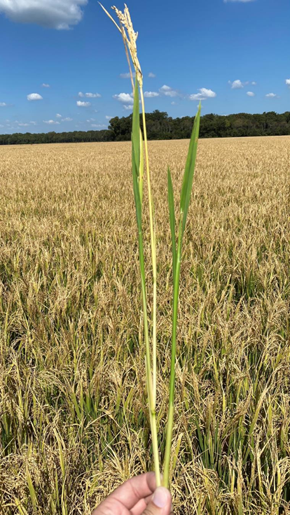 Twin-stem from quinclorac injury that blanked heads on hybrid in 2022