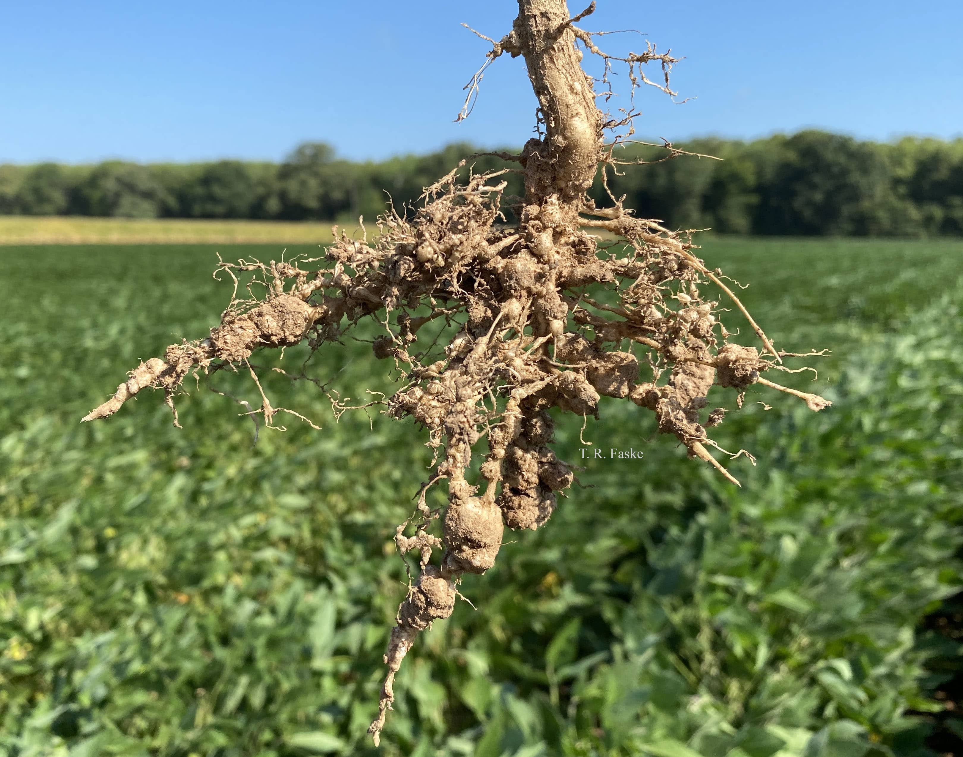 Galled roots in soybean sample, caused by southern root-knot nematode at the R5 growth stage