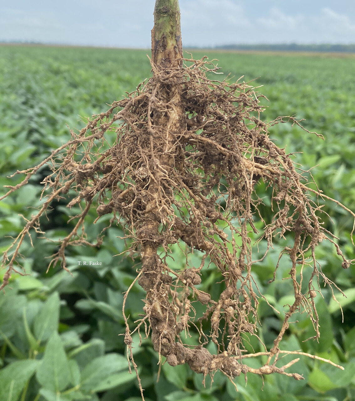 Large Soy var gall rating in large soybean field
