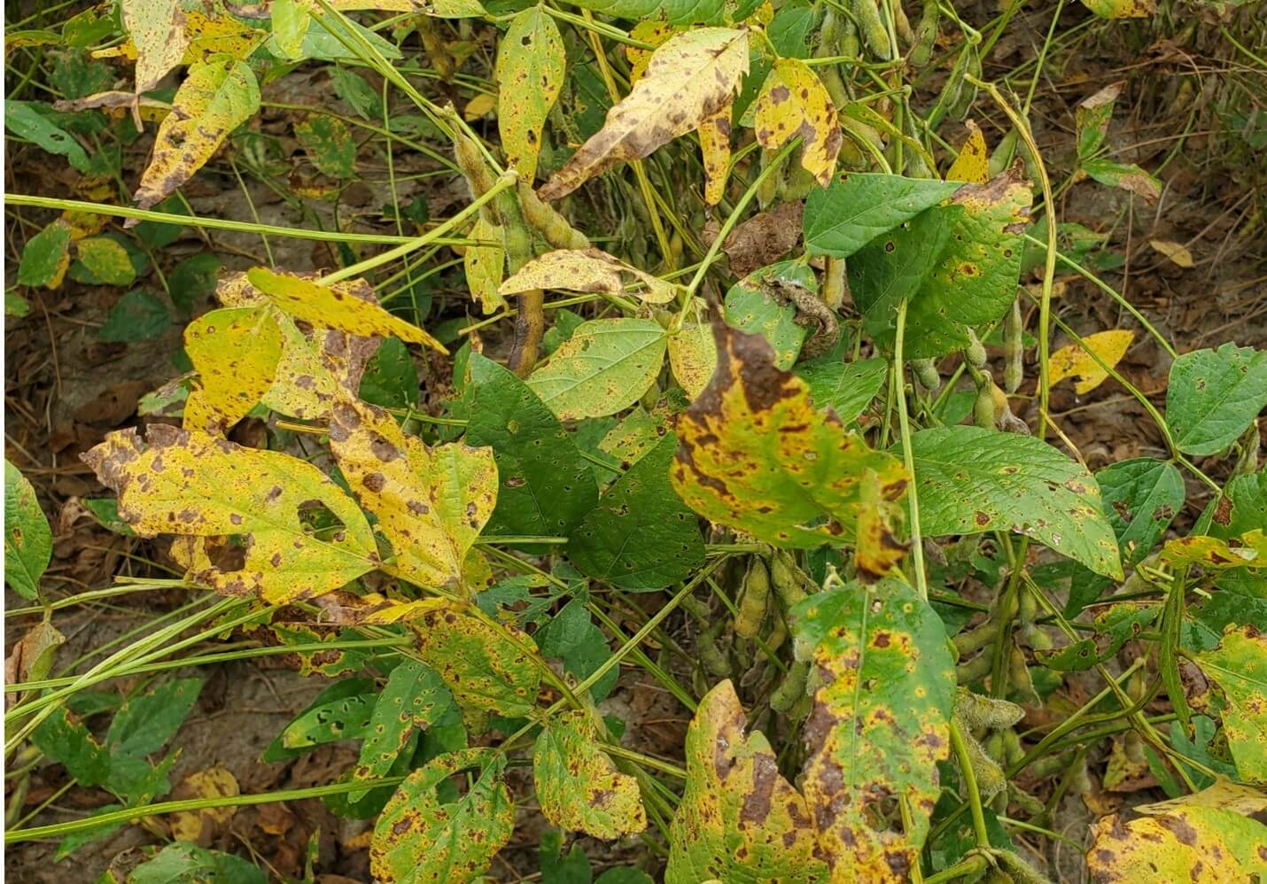 Soybean plants with severe Septoria brown spot infection. Leaves are yellowed with brown spots, some having holes. Research in Arkansas, County, 2021