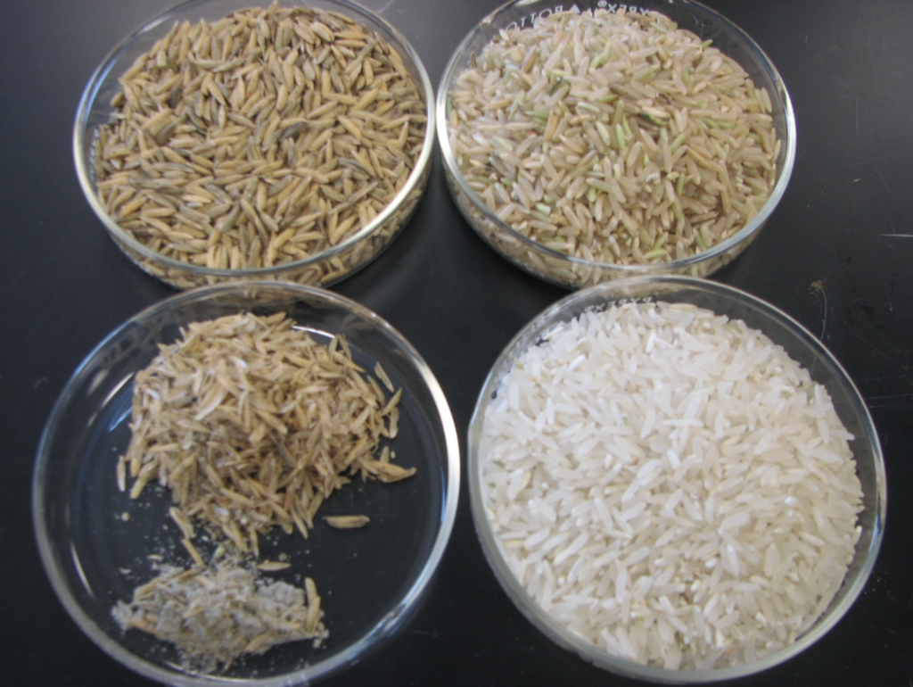 Fig. 2. Sooty molds on rough rice may affect bran quality but not the quality of brown or milled rice.