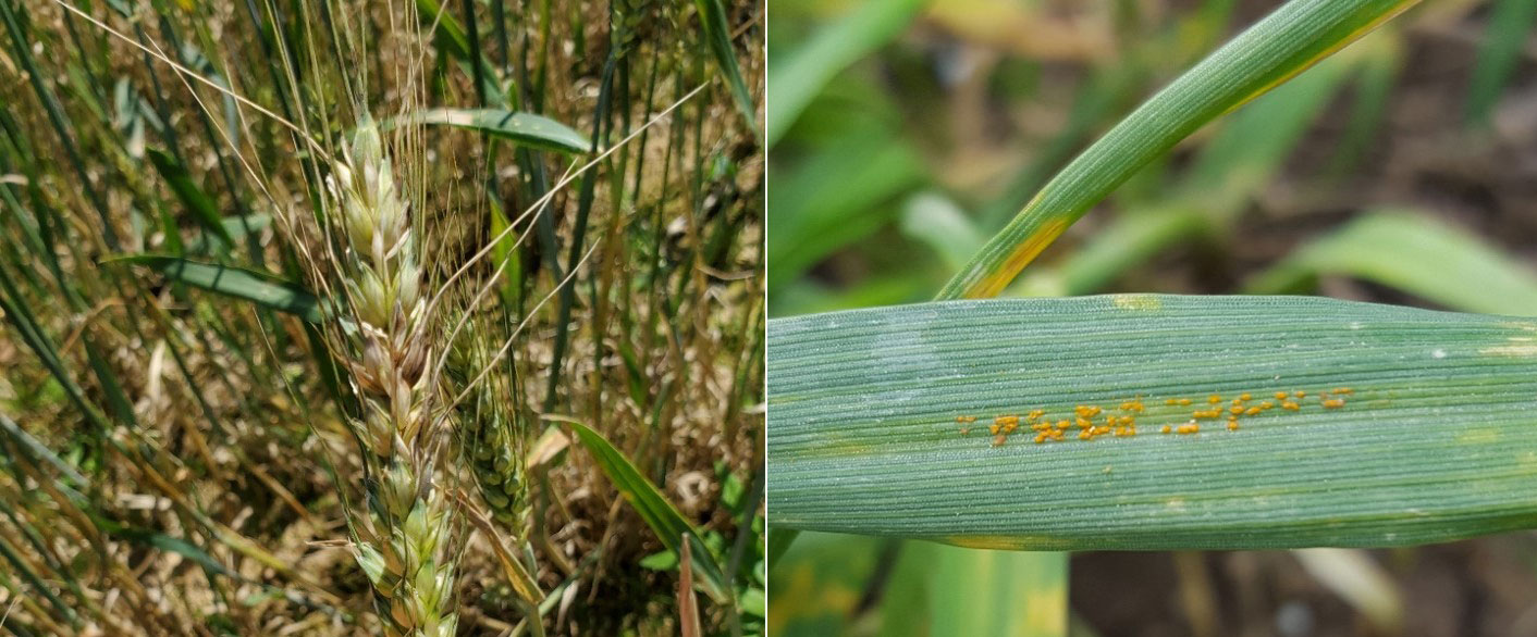 Fusarium head blight (scab) symptoms on a wheat head (left).  The image demonstrates typical scab symptoms where the wheat kernels become light tan to almost white. There are often pink to orange colored spore masses around infected kernels.  The image at right demonstrates stripe rust pustules on a susceptible wheat variety oriented in a linear or ‘striped’ fashion. 