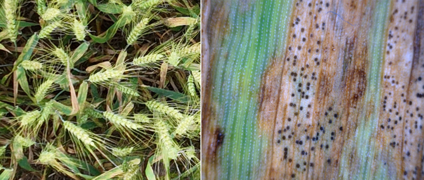 Foliar symptoms of Septoria tritici blotch on wheat (left) and pycnidia produced by the fungus that causes Septoria tritici blotch on a wheat leaf(right).  Pycnidia contain spores.  These pycnidia can be seen under magnification with a handheld lens and help to confirm the presence of the disease.