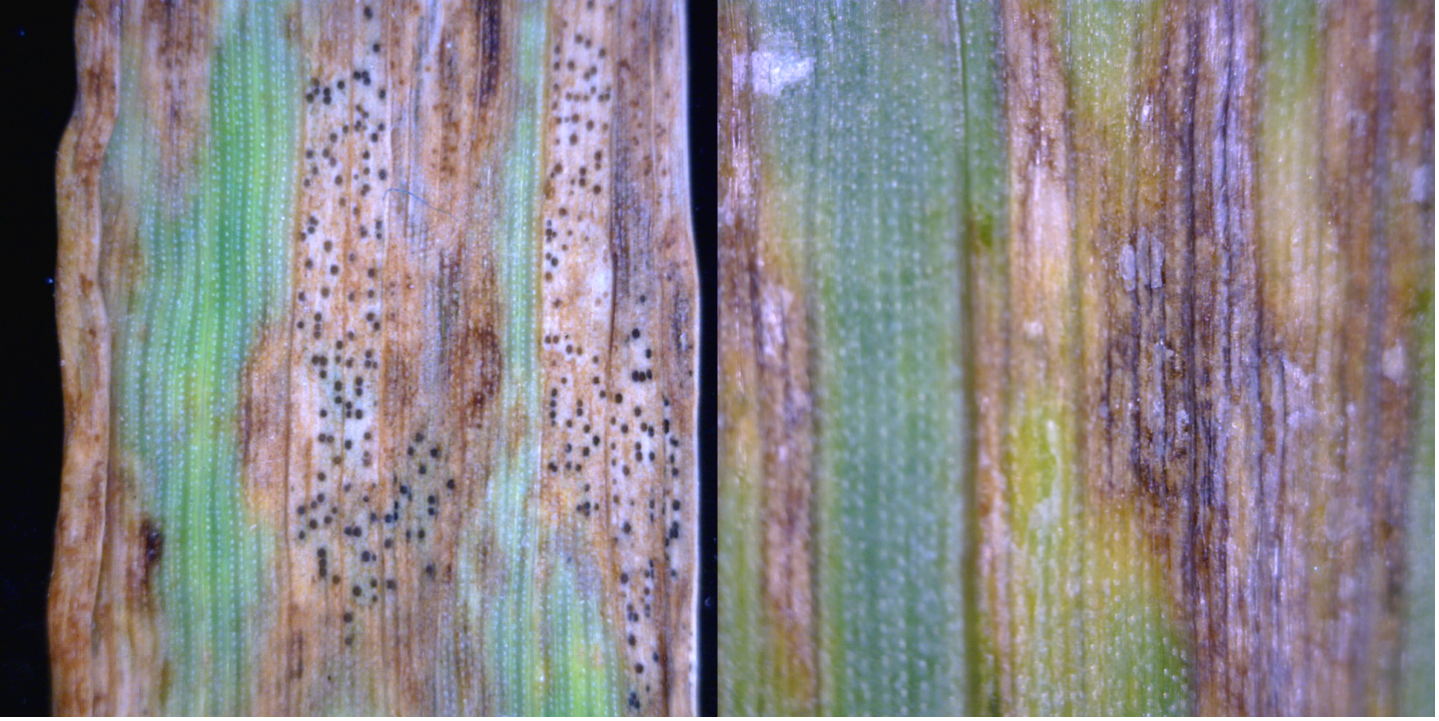 Figure 4. Side by side view of Septoria tritici blotch (left) and bacterial streak (right).  Under the magnification of a hand lens, the pycnidia of Septoria are easily seen and much different than the white flaky exudate produced by the bacterial pathogen that causes bacterial streak. Use of a hand lens to identify these signs can help to differentiate between these two diseases.