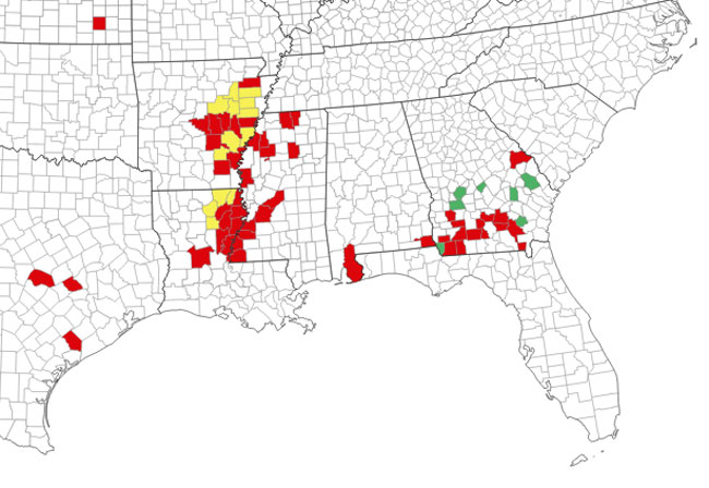 this map shows the distruction of southern rust. 9 Arkansas counties are positive and 9 are probable