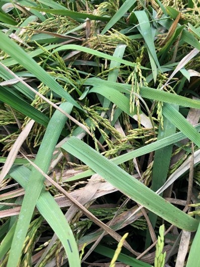 Rice sheath blight reaching to the top of the canopy in the last two weeks from height 3 in a 0-9 scale 