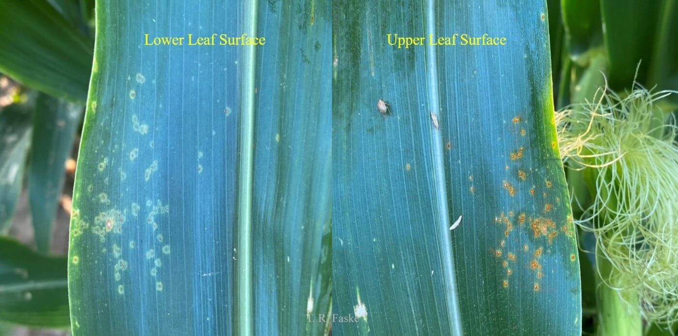 Southern rust pustules on lower and upper leaf surface of corn leaves in Arkansas.