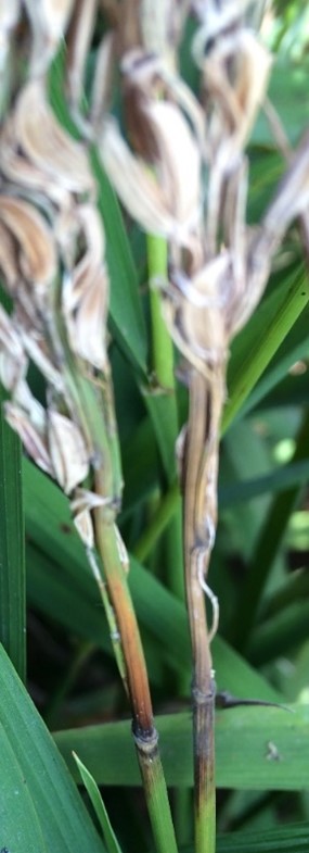 Close up of neck blast showing in a rice plant after the panicles are completely out of the boot.