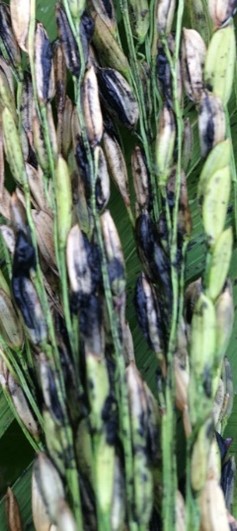 Close up of rice with kernels blackened from severe kernel smut infection.
