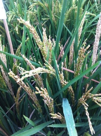 Close up of rice stalks infected with bacterial panicle blight.